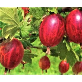 AGREST krzak duży czerwony obficie owocuje - sadzonki 30 / 40 cm